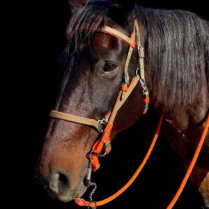 PT Beta Biothane Halter Bridle