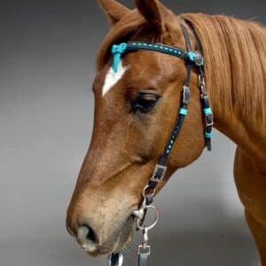 Close-up of a chestnut horse wearing a turquoise-trimmed bridle, facing left and downwards against a gray background.