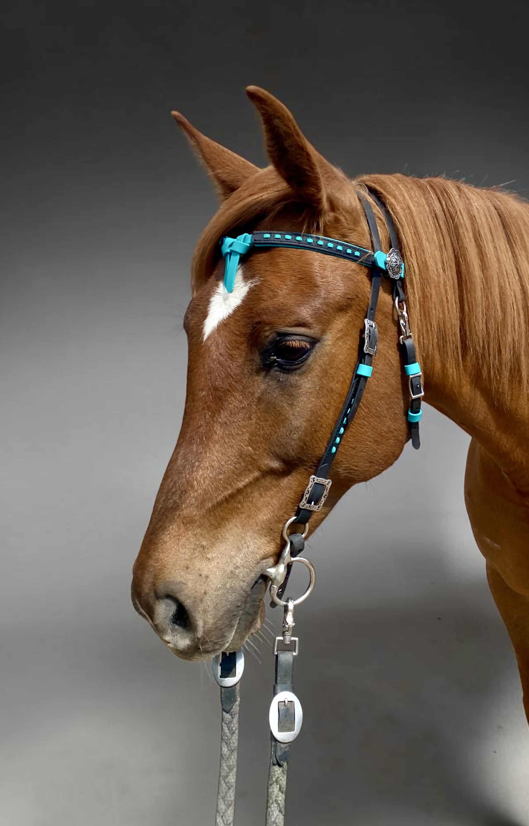 CashKBBHS | Madtack Close-up of a chestnut horse wearing a turquoise-trimmed bridle, facing left and downwards against a gray background.