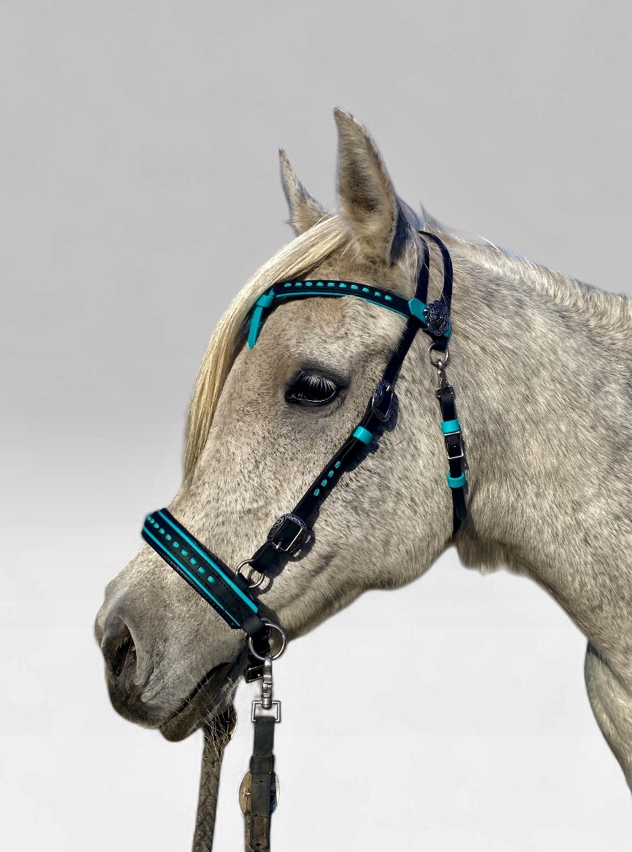LacedKBBHSSPA | Madtack Profile view of a gray horse wearing a turquoise-and-black bridle with a bit and reins against a plain background.