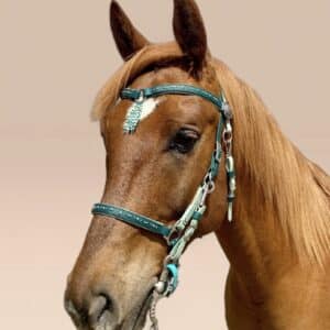 Close-up of a chestnut horse wearing teal bridle and decorative browband against a beige background.